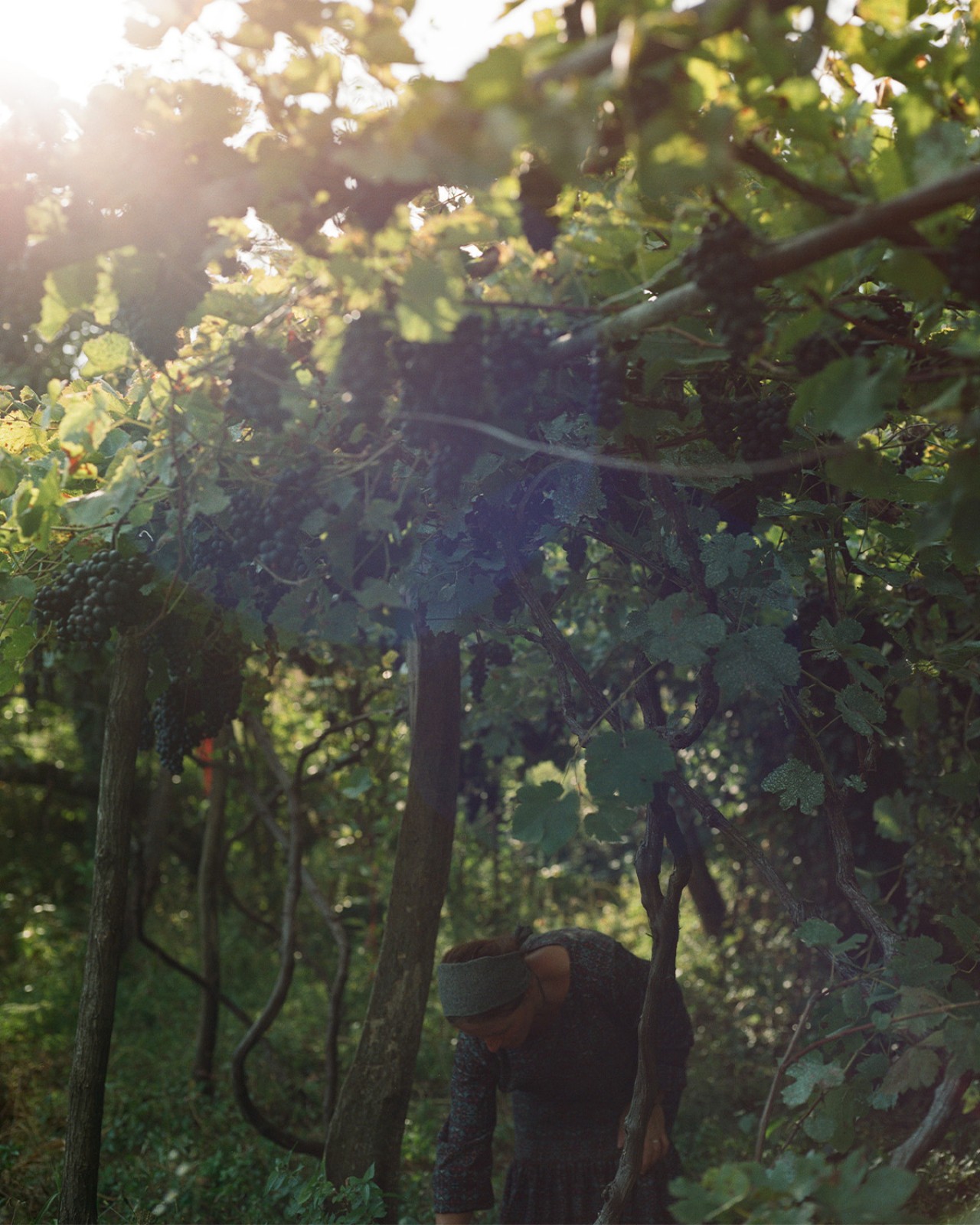 A person bends down in a leafy forest.