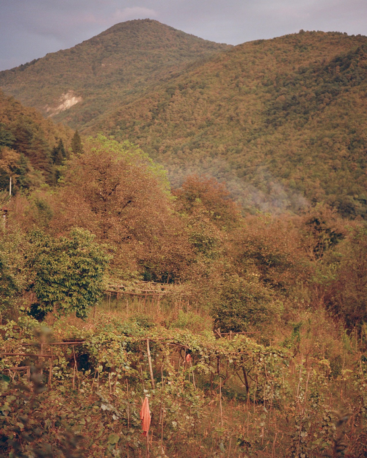 Grassy hills.