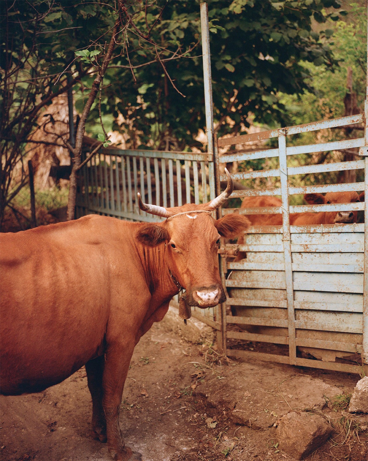 A brown cow looks back at the camera.