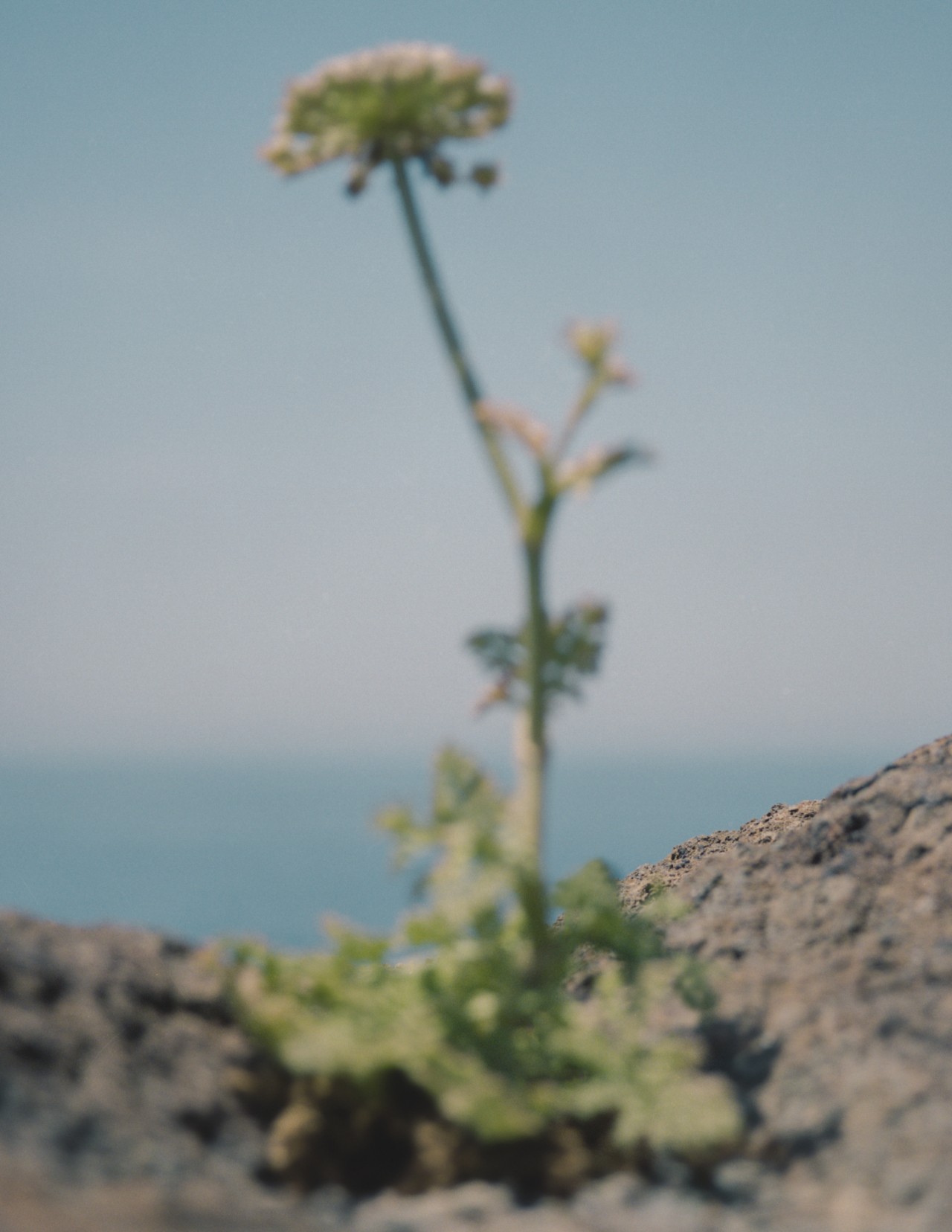 A flower grows on top of a rocky, dirt surface with the sea in the background.