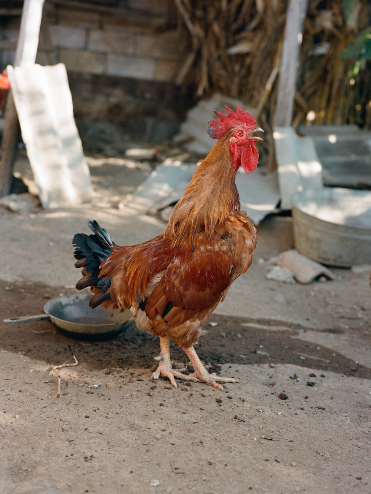A rooster walks along the cement ground.