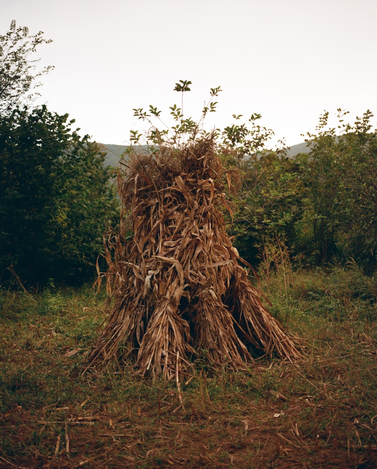 A gathering of pieces of wood shaped into a triangular formation.
