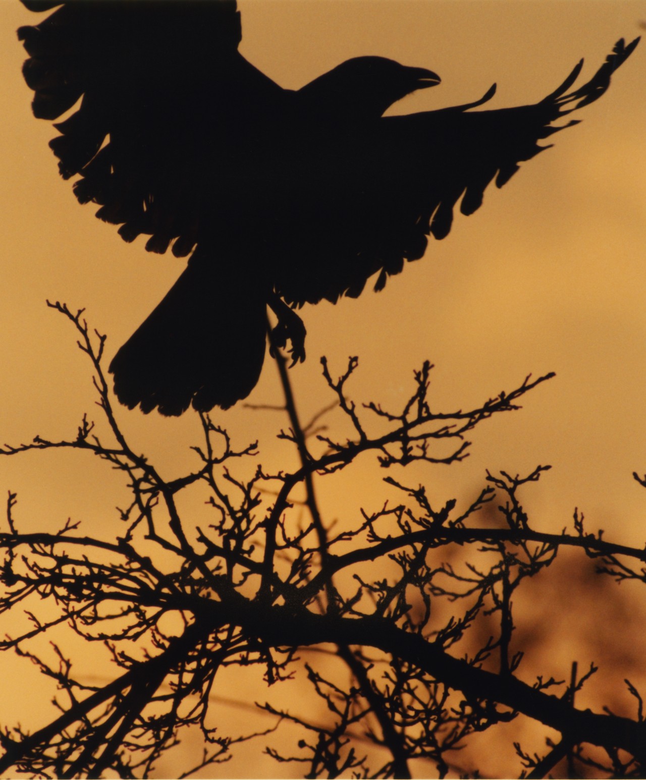 A raven spreads its wings on top of a barren branches during sunset.
