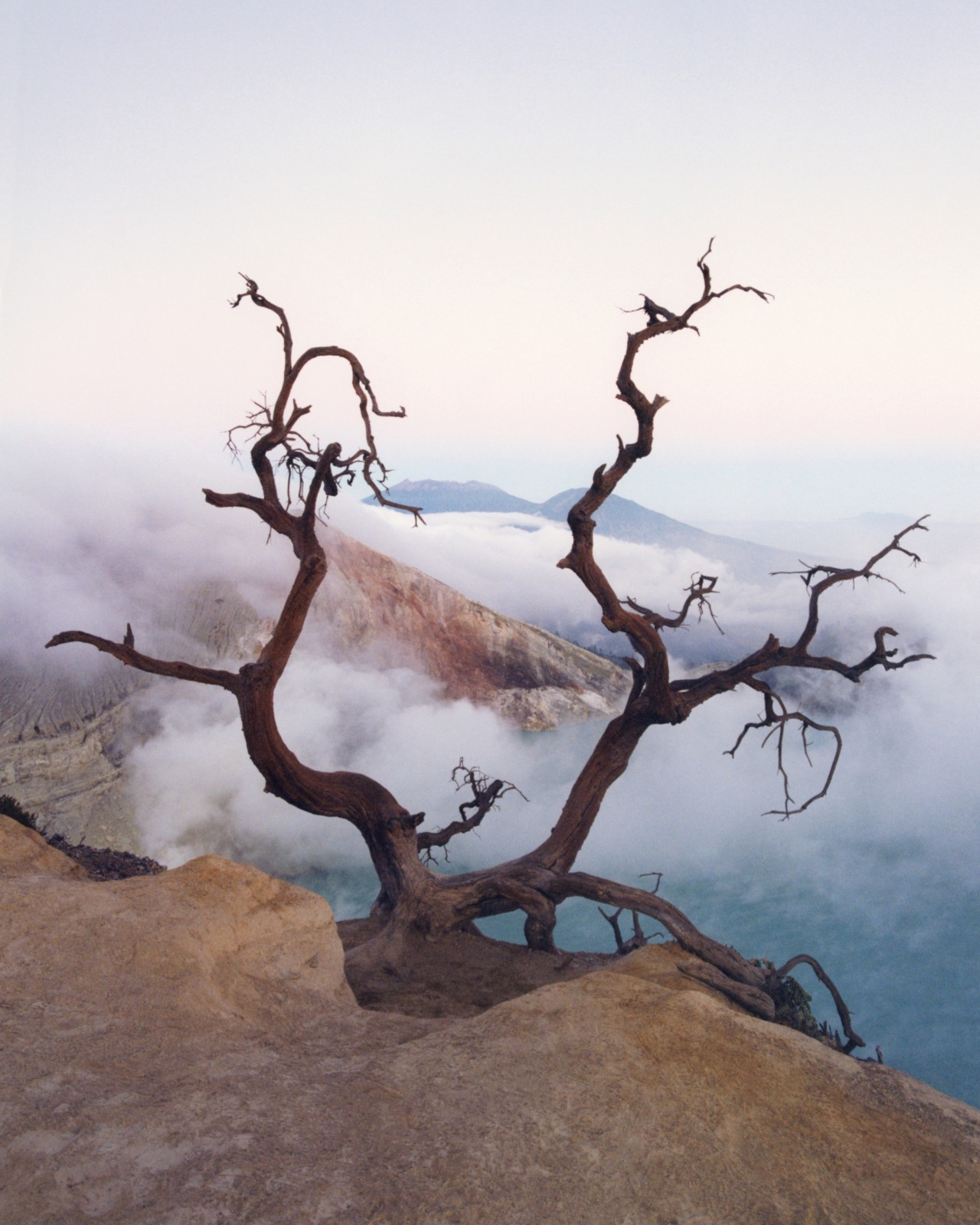 A tree grows on the sea side of a cliff.