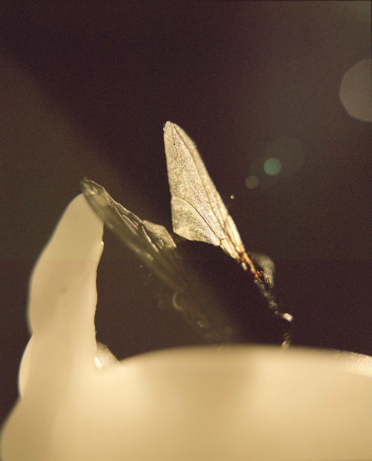 This $75 Million Farm Is Going To Harvest Fly Poop. Here’s Why.