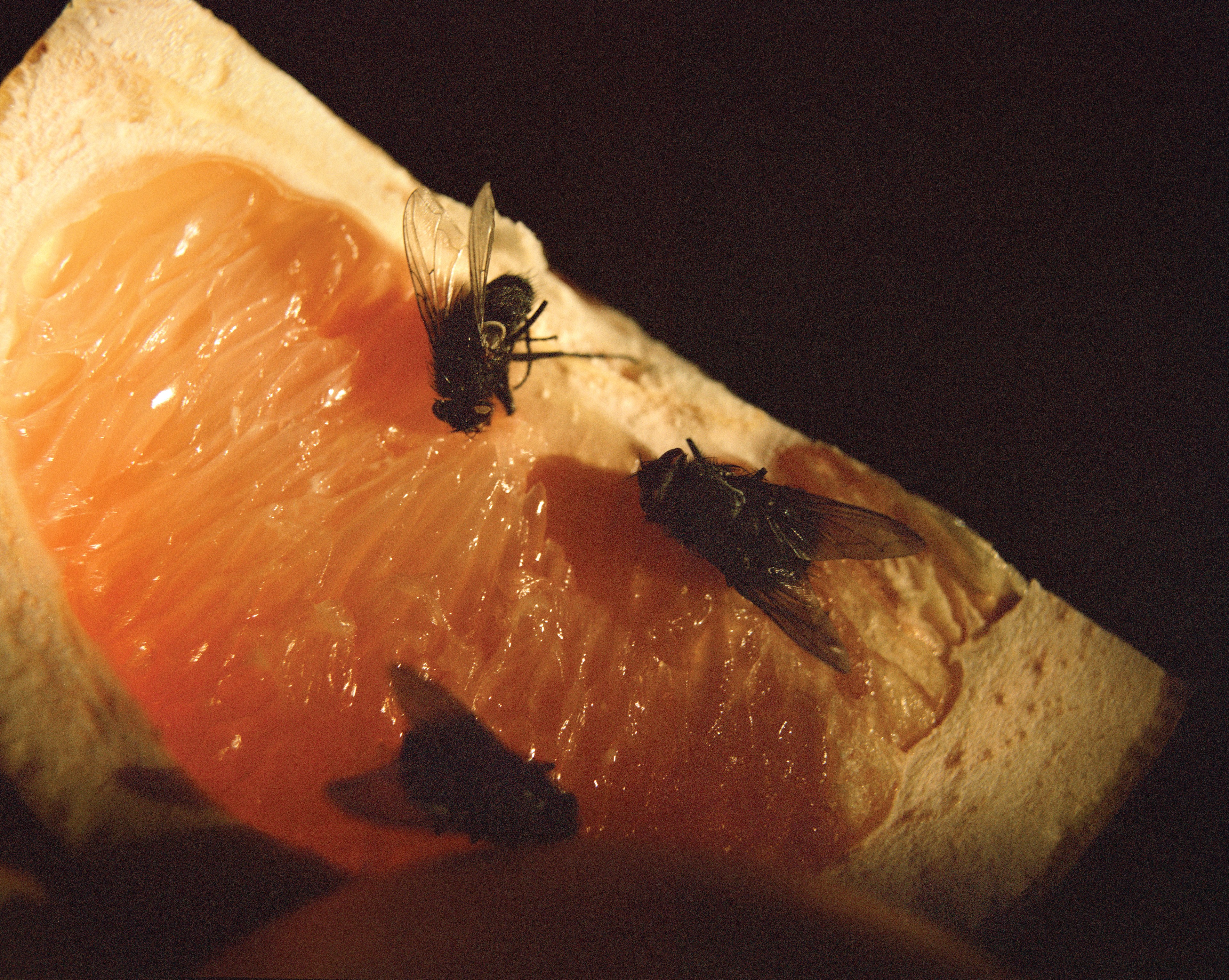 Fruit Fly Poop What Happens When A Fly Lands On Your Food And Why