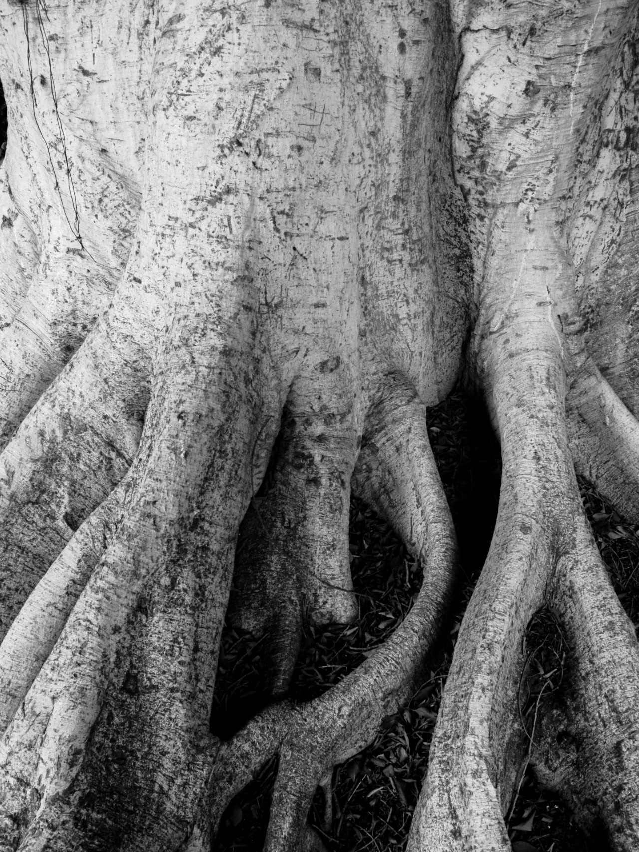 The roots of a large tree twist together.