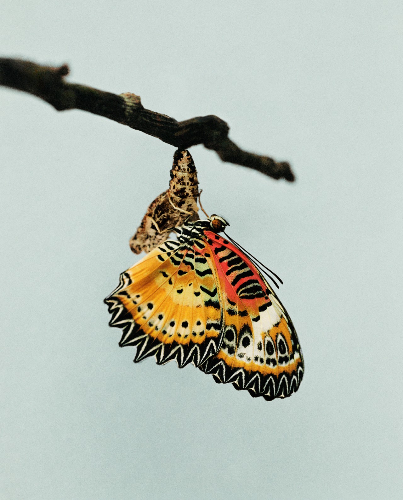 A butterfly flaps its wings, preparing ton land on a small branch.