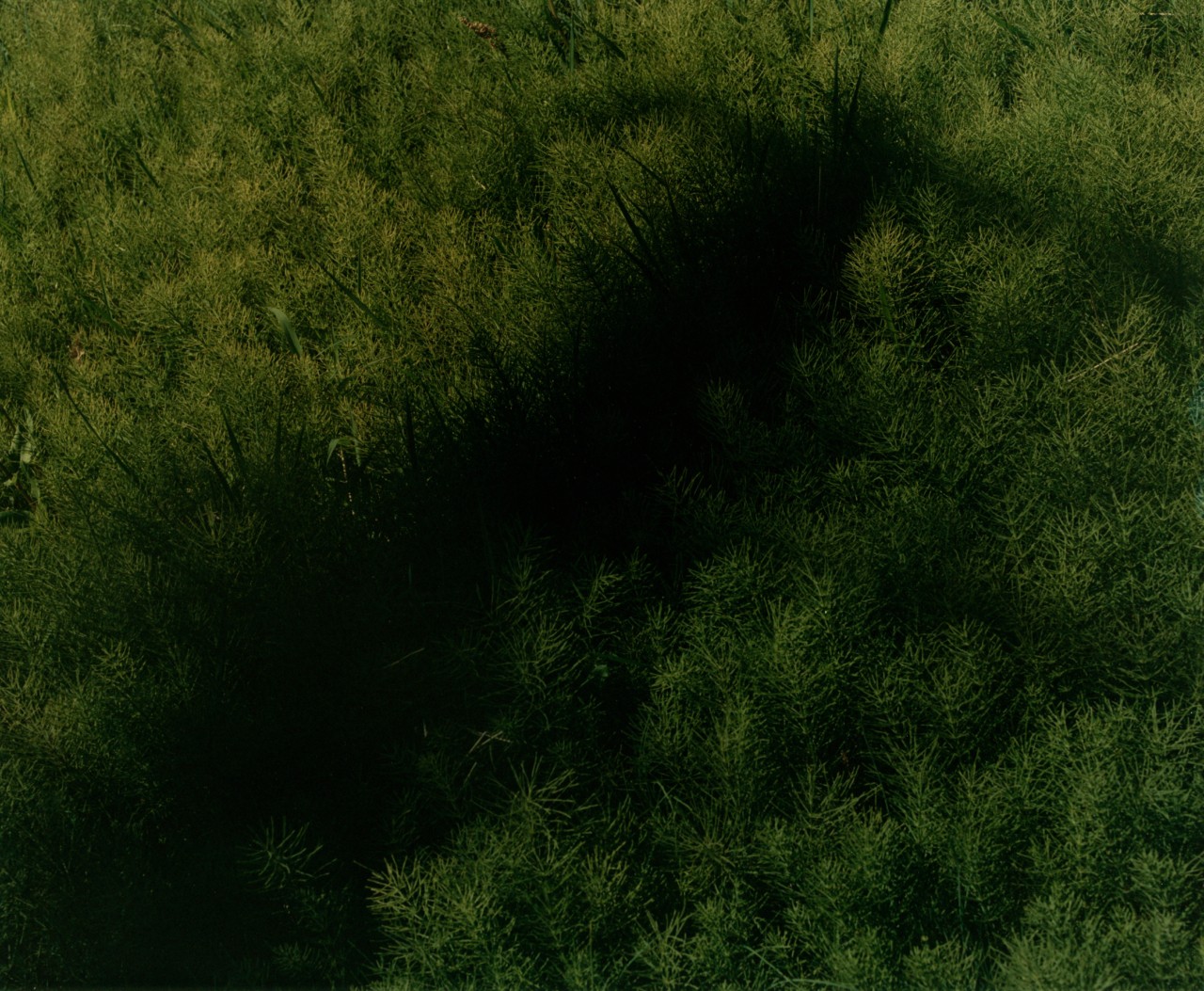 A large shadow is cast over an aerial view of a lush green forest.