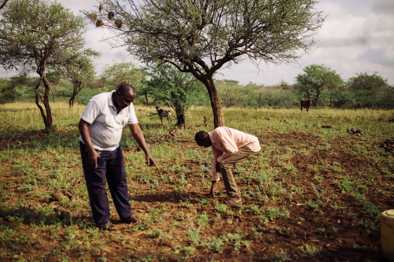 Simon Chesang gestures to the field he reserves for his goats and cattle. Each year, he hires weeders to uproot mathenge seedlings from this pasture.