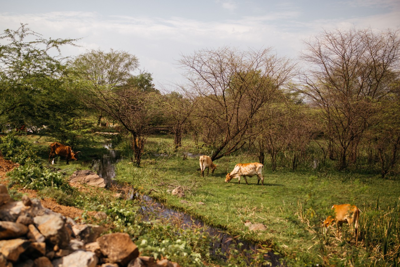Cattle graze on the fringe of a natural wetland where mathenge has taken root.