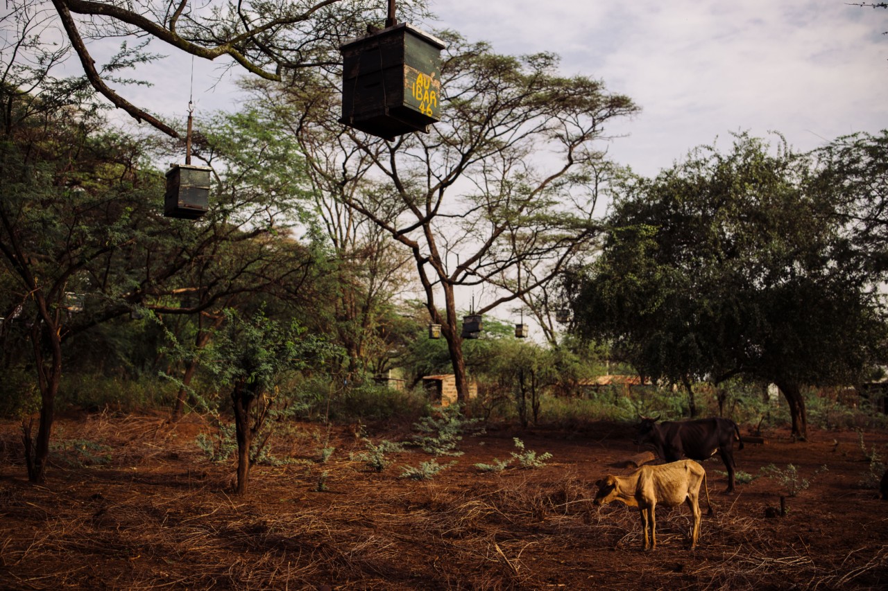 Wooden bee hives in a local resident's shamba, or garden.