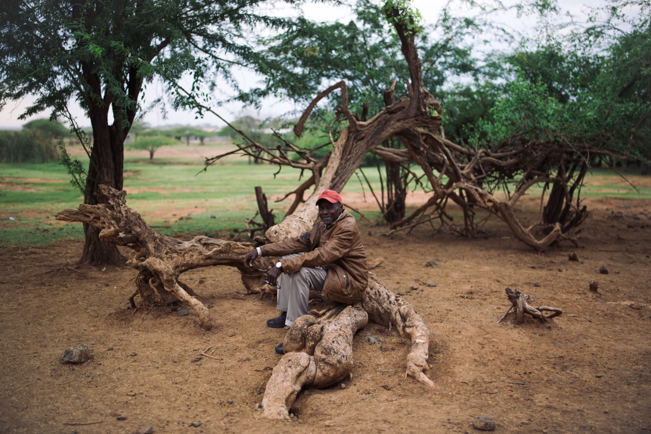 John Kandie rests on the frames of old acacia logs, encircled by thriving mathenge trees.