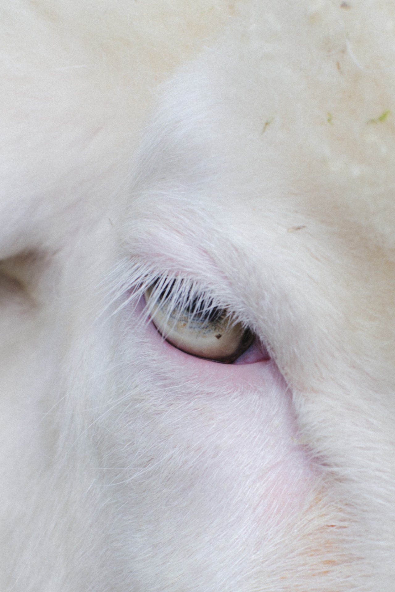 A close-up shot of the pale eye of a white cow.