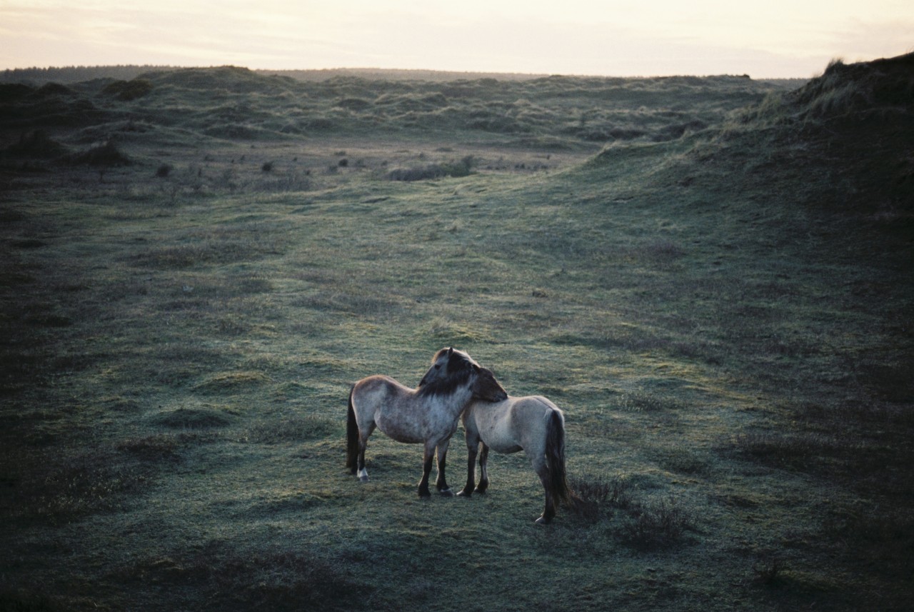 Two horses embrace in the middle of a field while the sun sets.