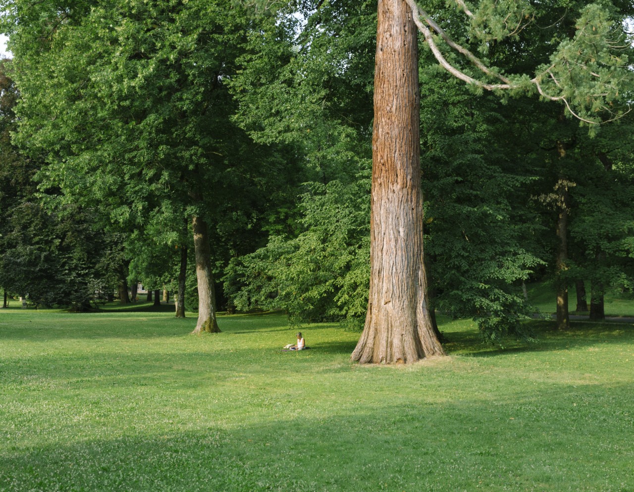 A person sits in the middle of a park surrounded by lush green grass and tall trees.