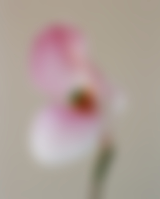 An insect balances on the inside of a flower.