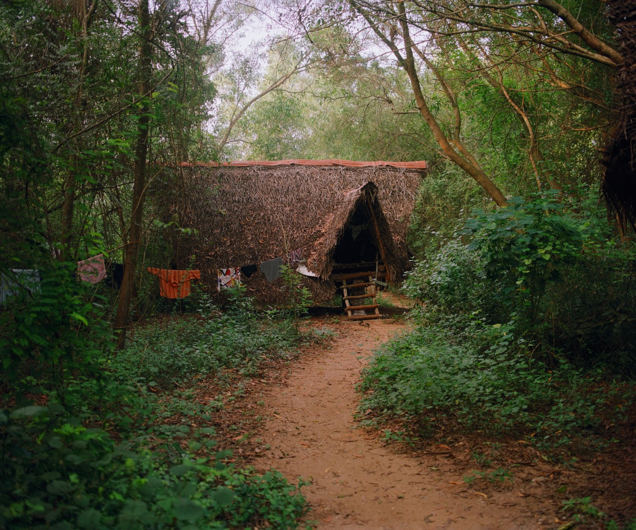 A house is partially hidden at the end of an open trail in a forest.