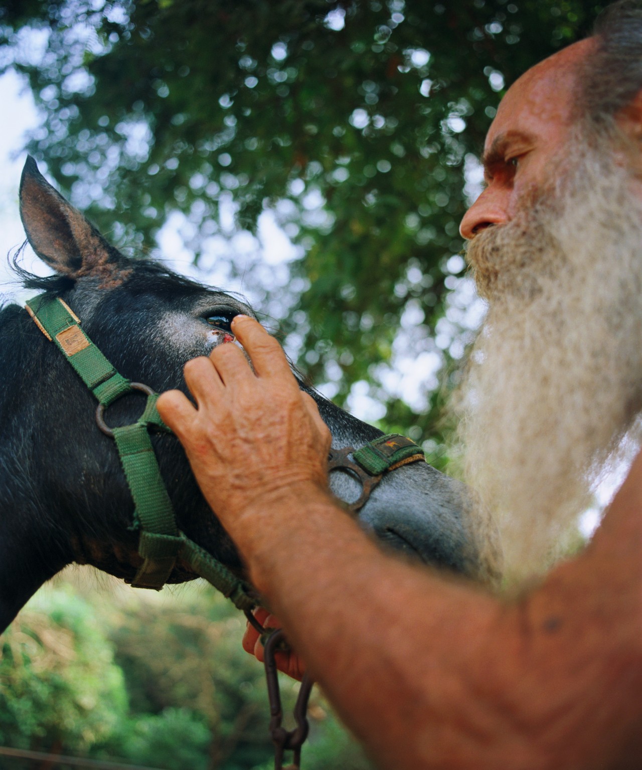 An older man with a long white beard holds the head of a black horse.