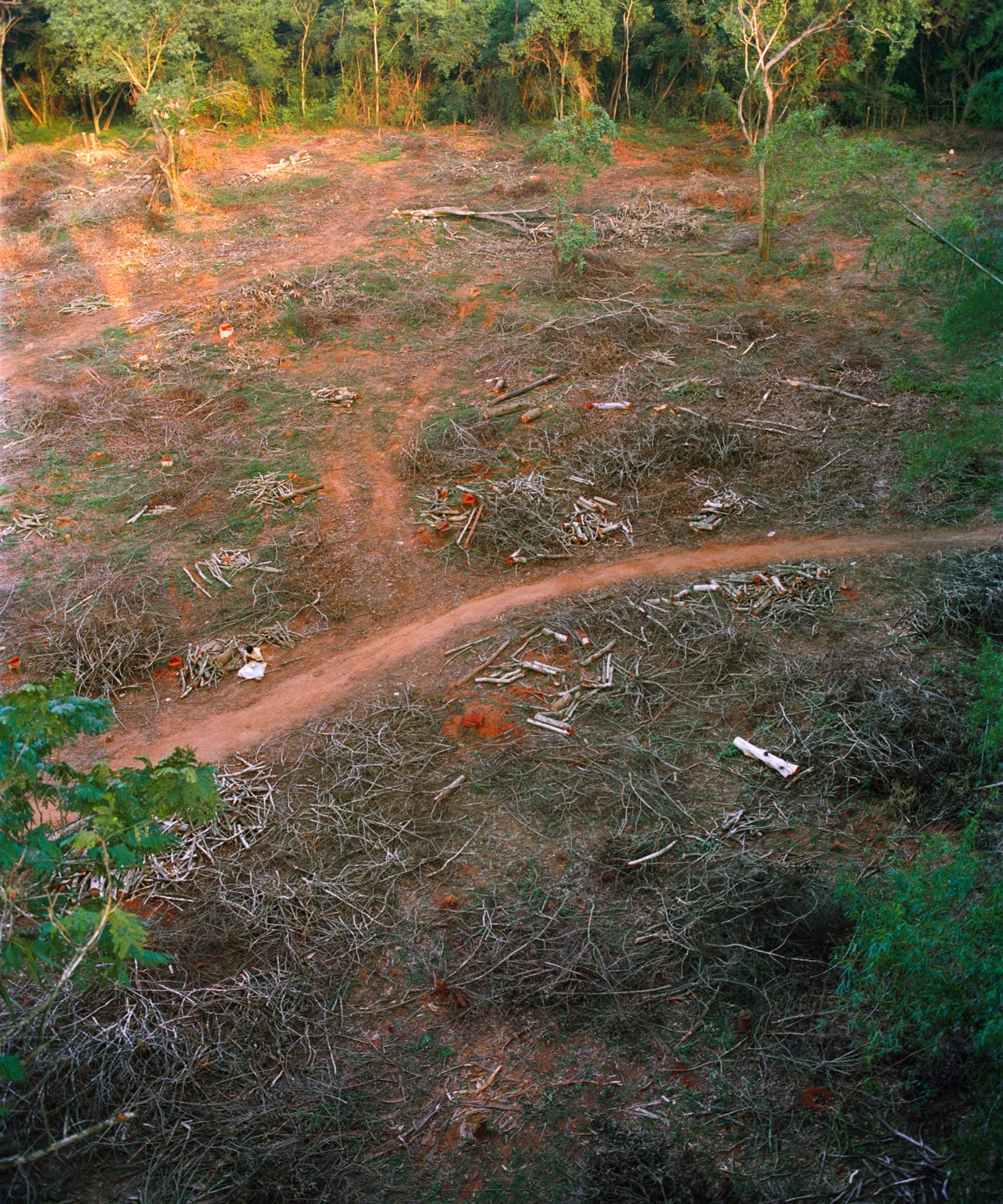 A dirt clearing in a forest.