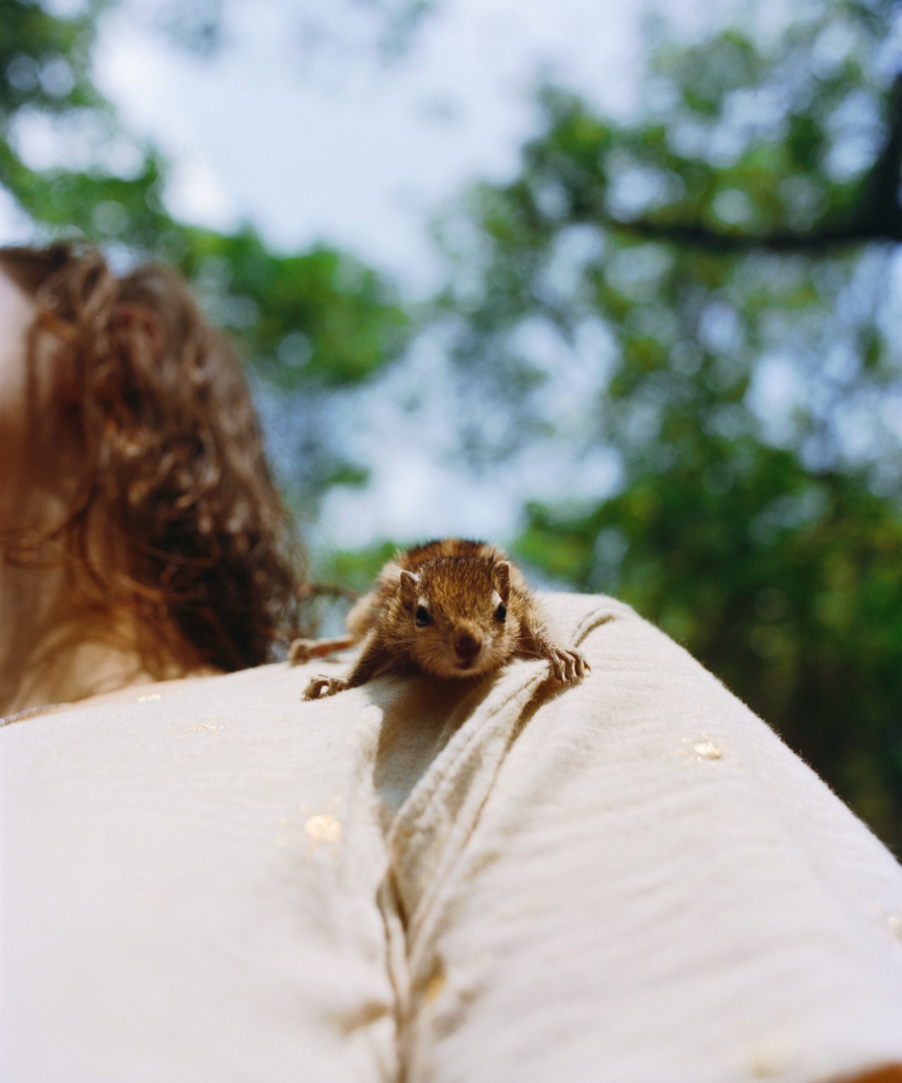 A small squirrel perches on the shoulder of a person.
