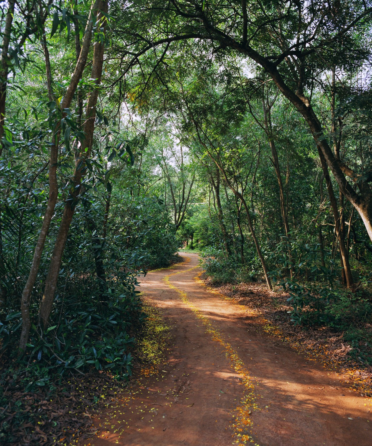 A path in the middle of a forest is lined with yellow flowers.