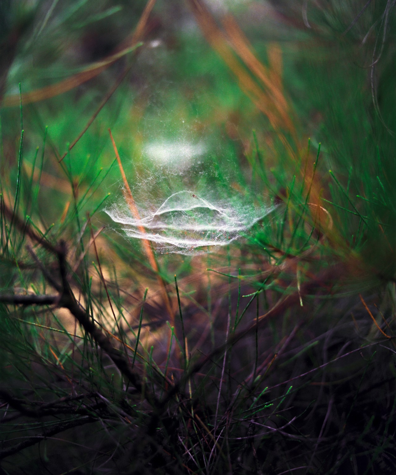 The light shines on a spider web in the forest.