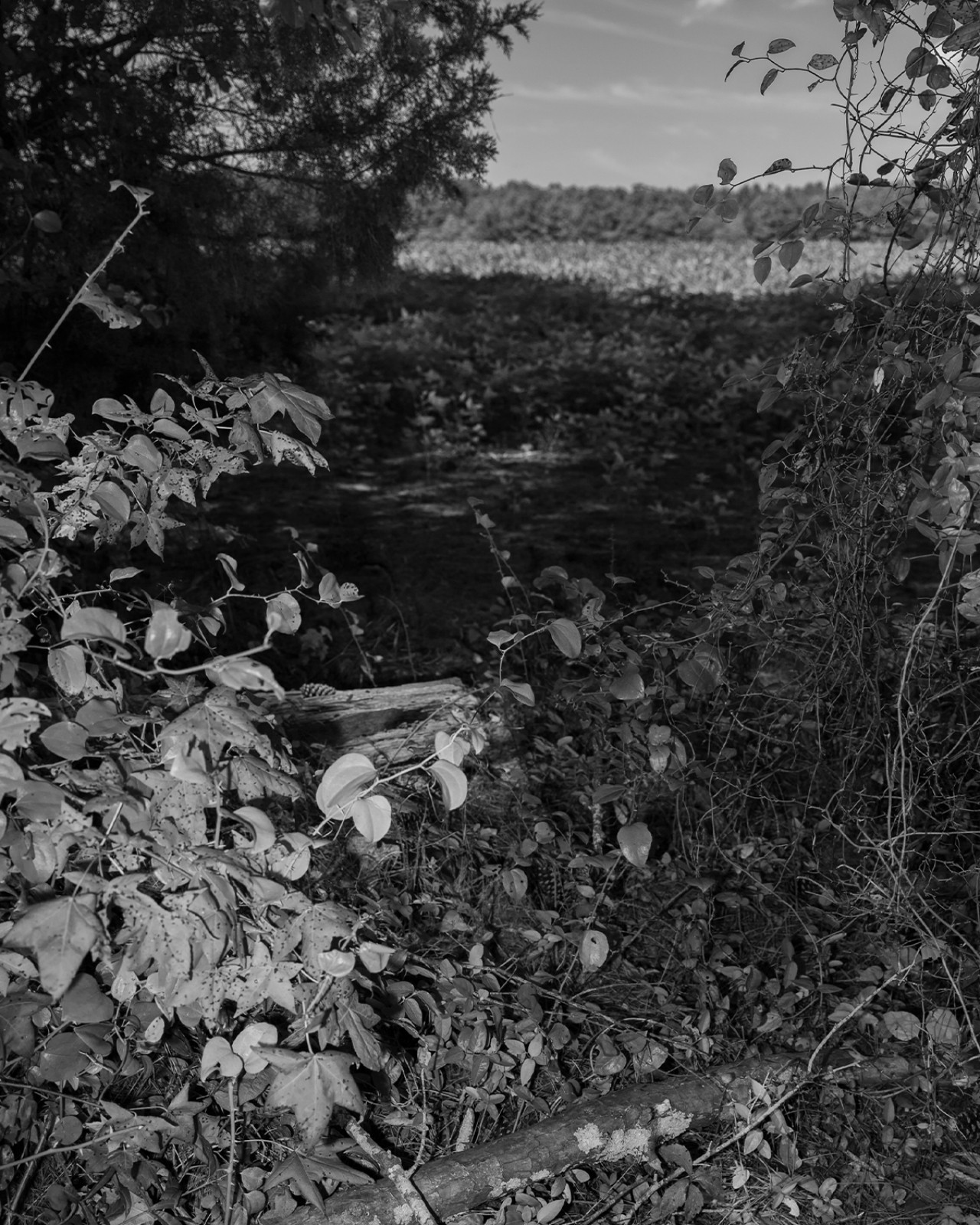 A dark path through leaves and dirt reveals an open field in the distance.