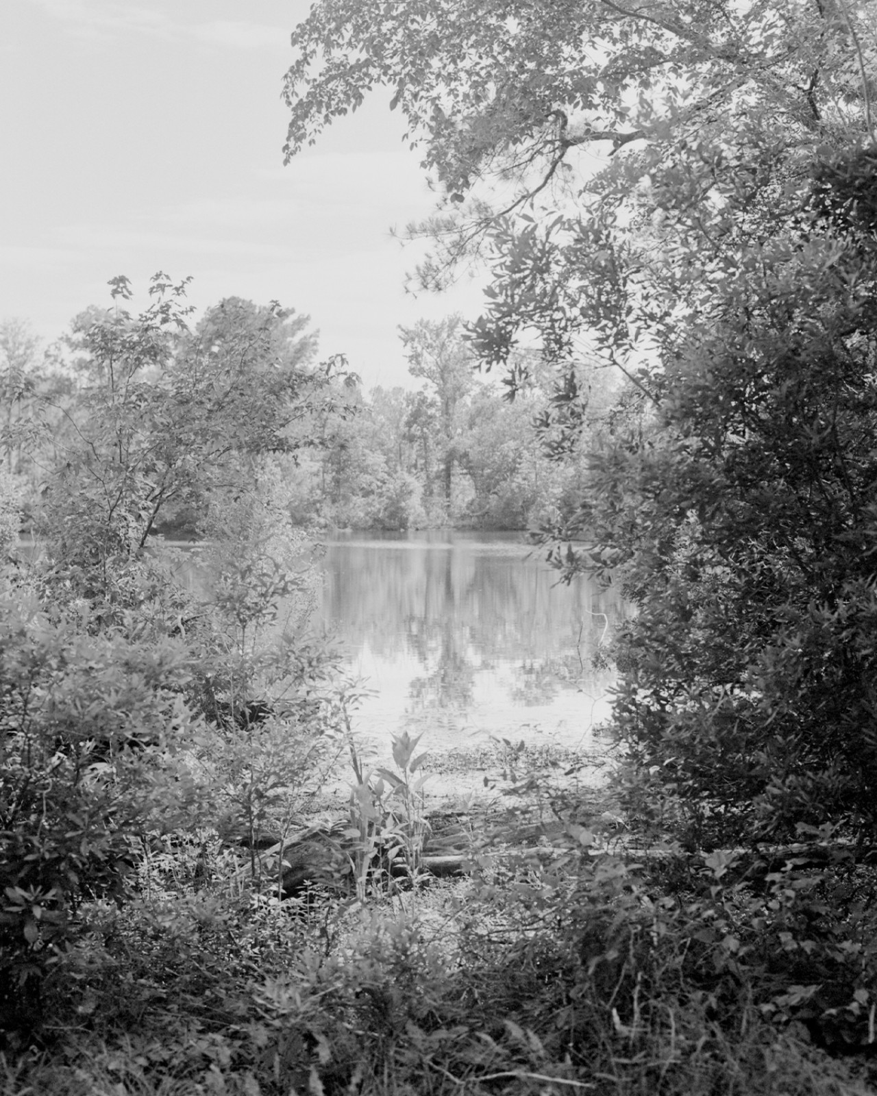 A lake is visible through a forest clearing.
