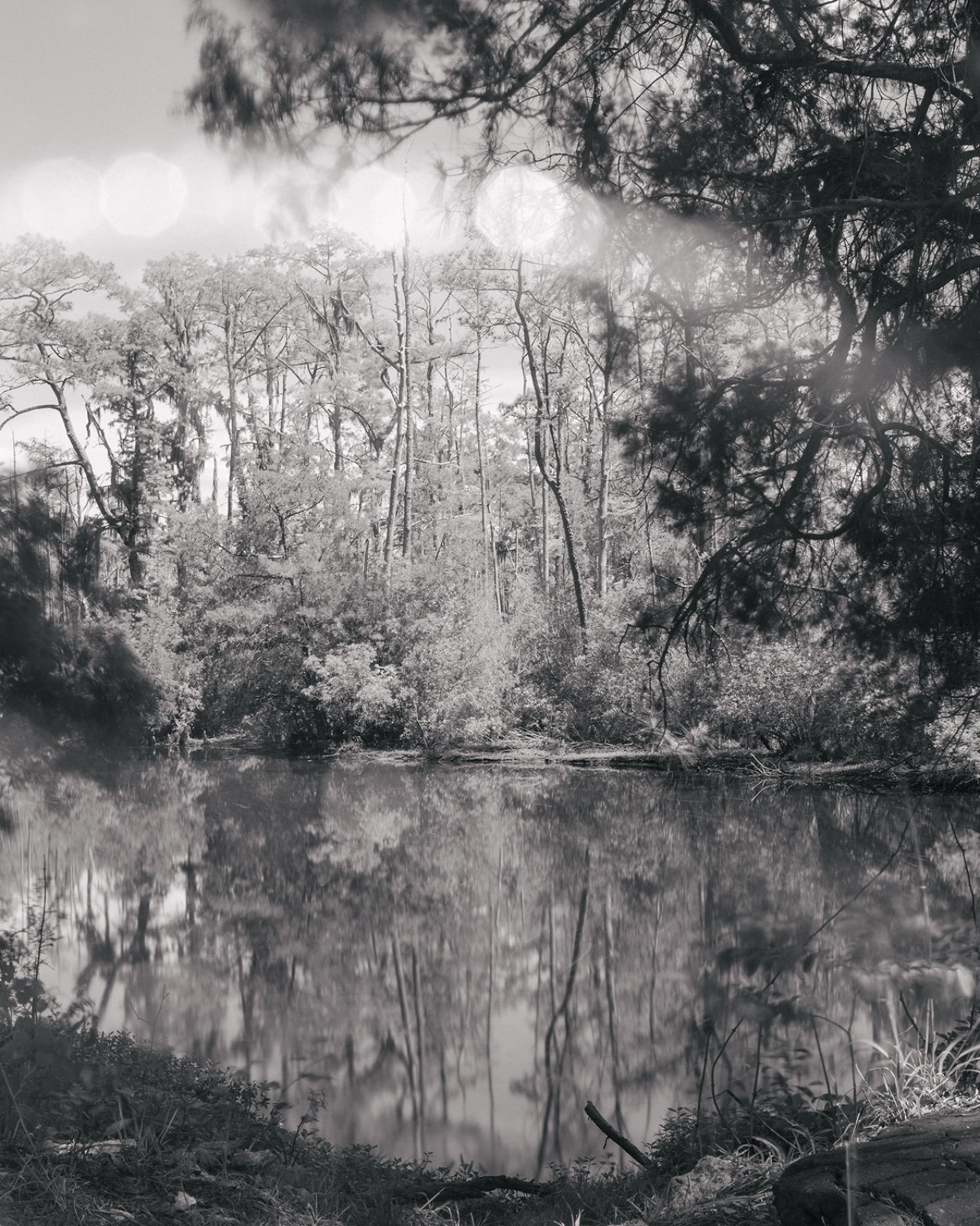 The light shines brightly above a lake surrounded by forest.