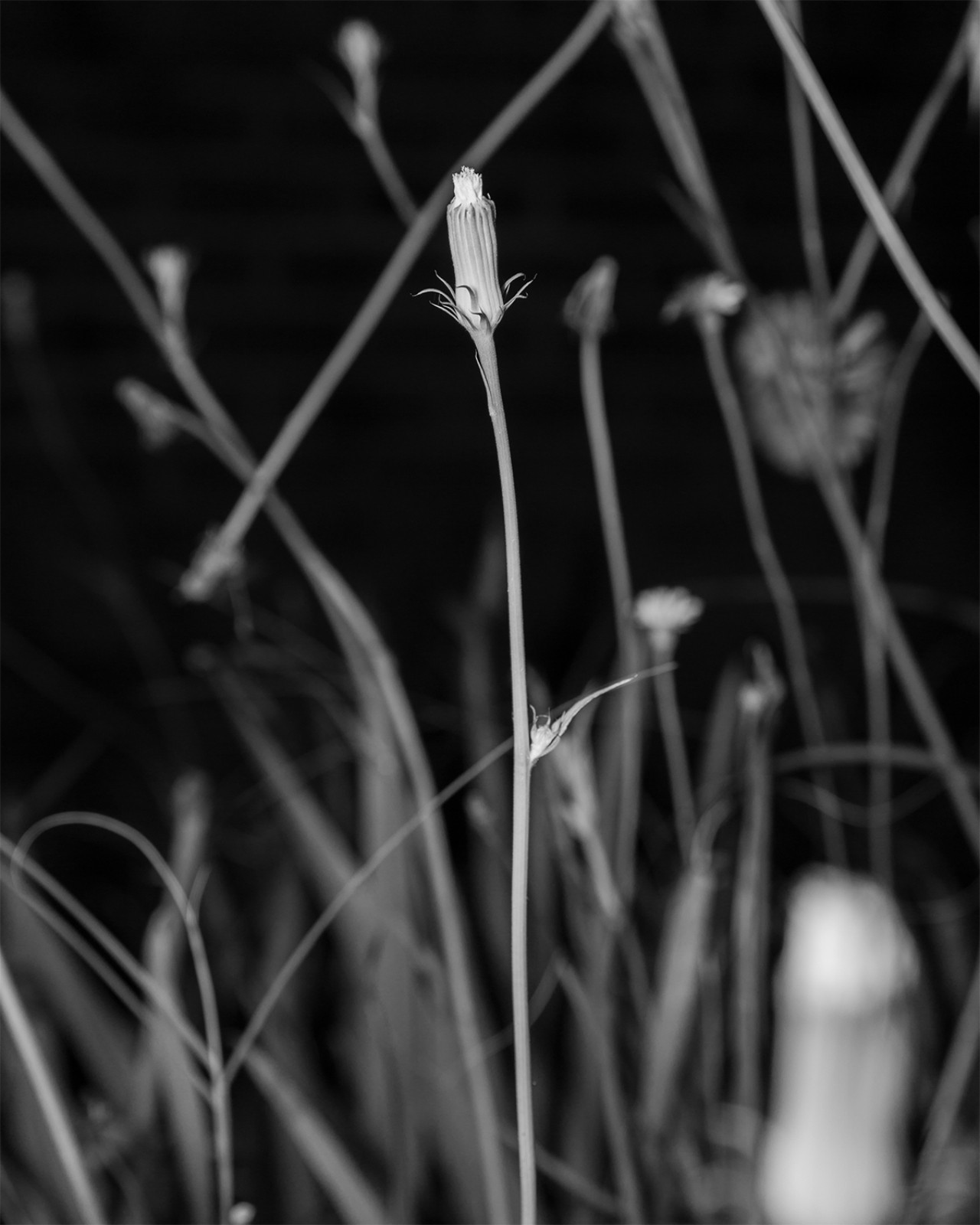 An unbloomed flower stands tall in a field of weeds.