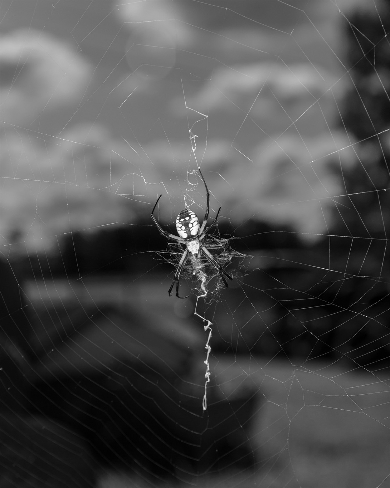 A spider hangs upside down in the middle of a web.