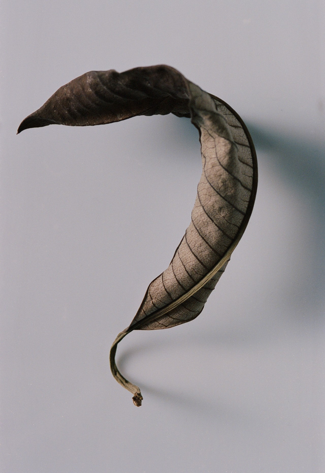 A dead leaf lies still.