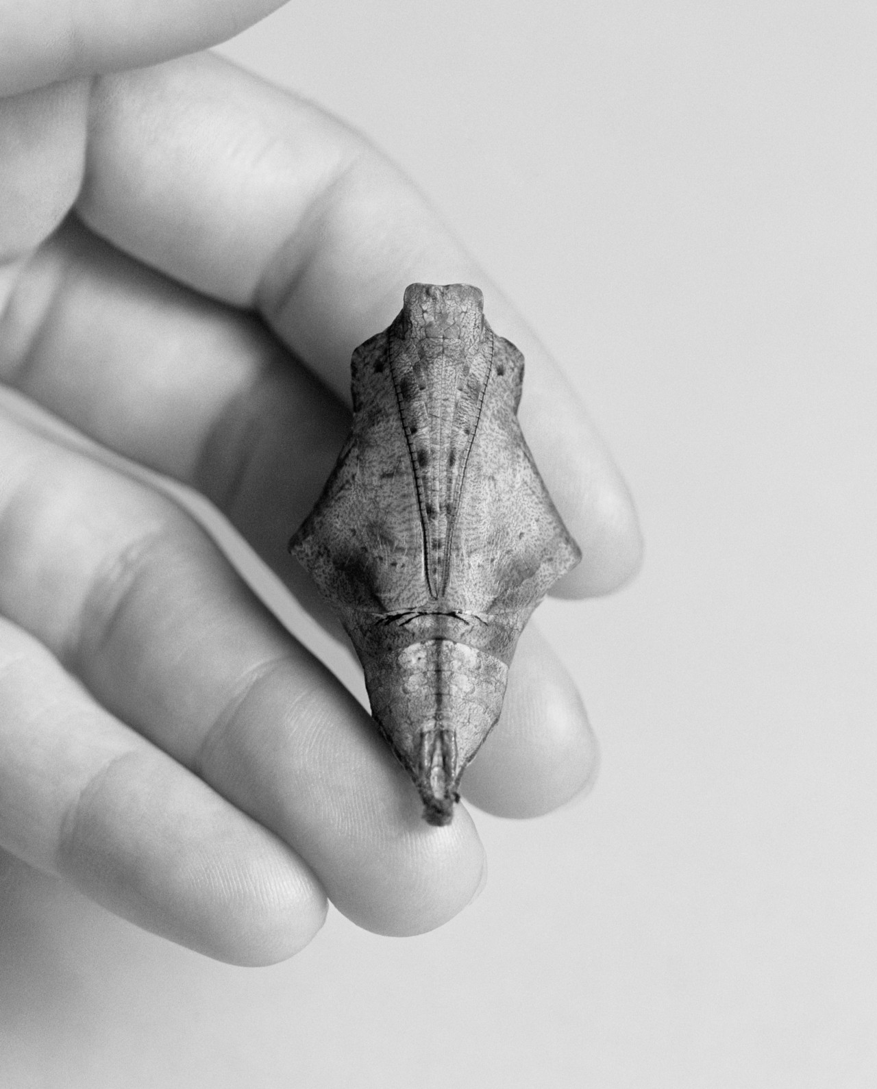 A small animals rests on the fingers of a human.