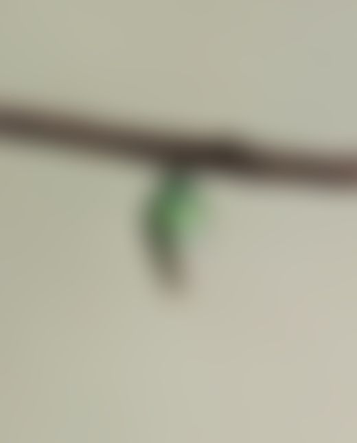 A chrysalis hangs from a branch.