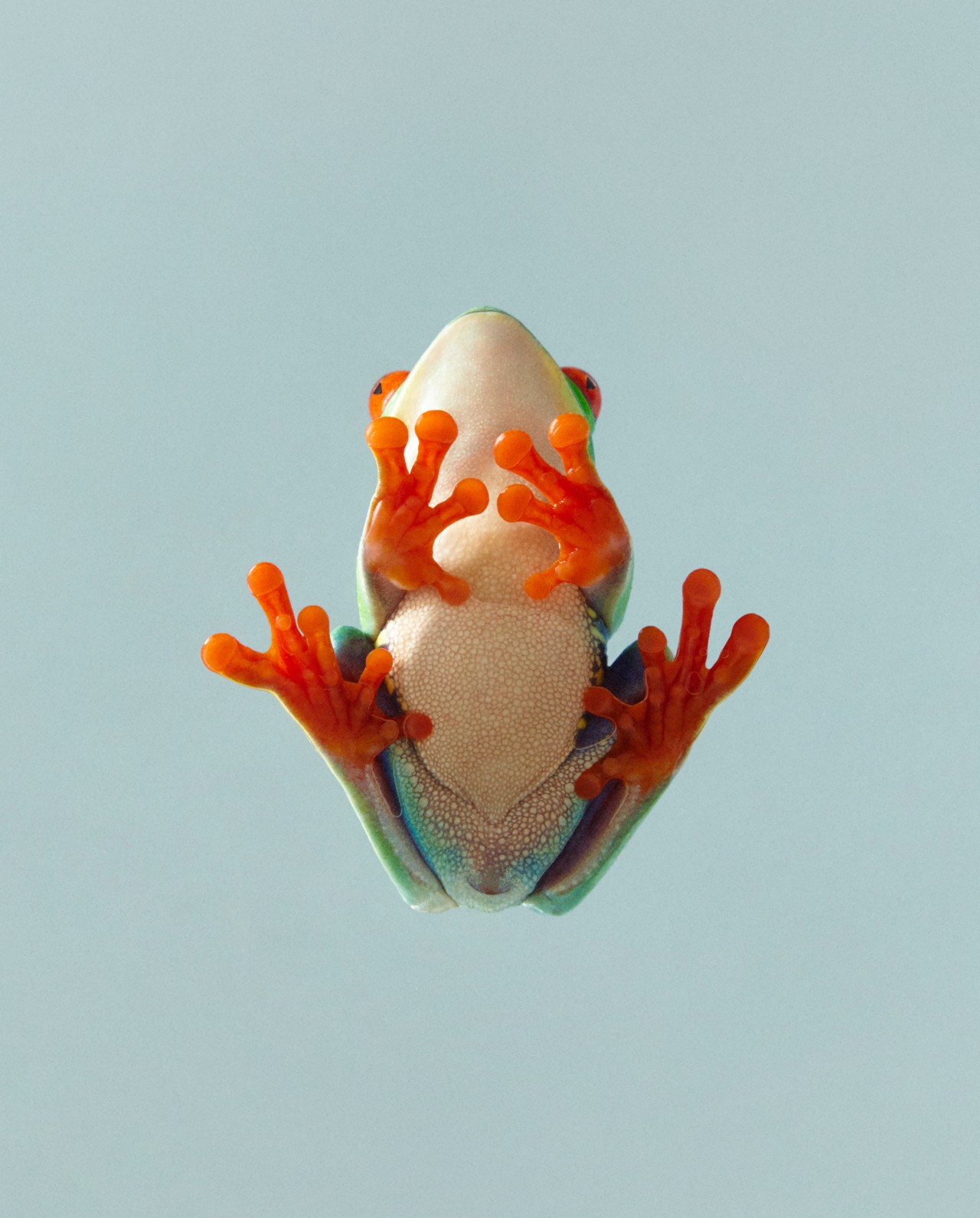 The underside of a frog sitting with its orange hands and feet sticking to glass.