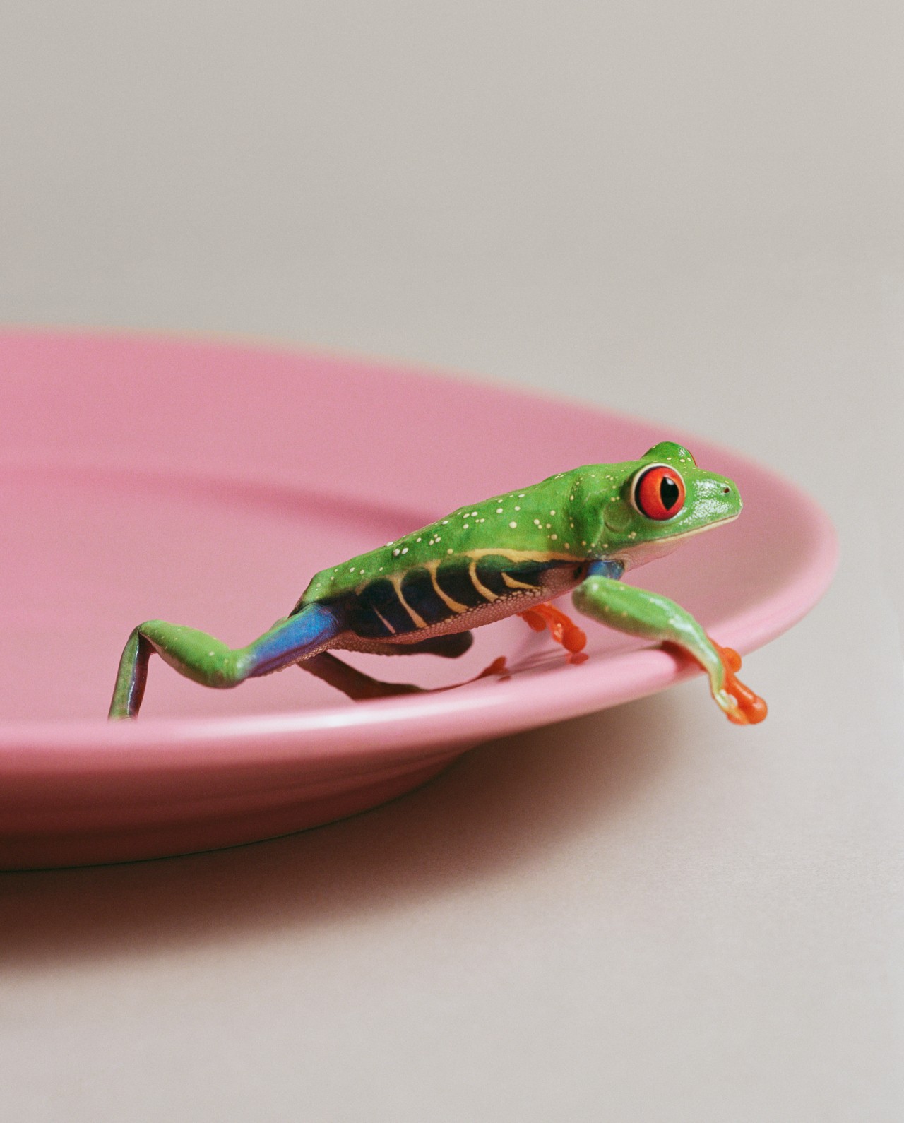 A small frog perches on the side of a pink plate.