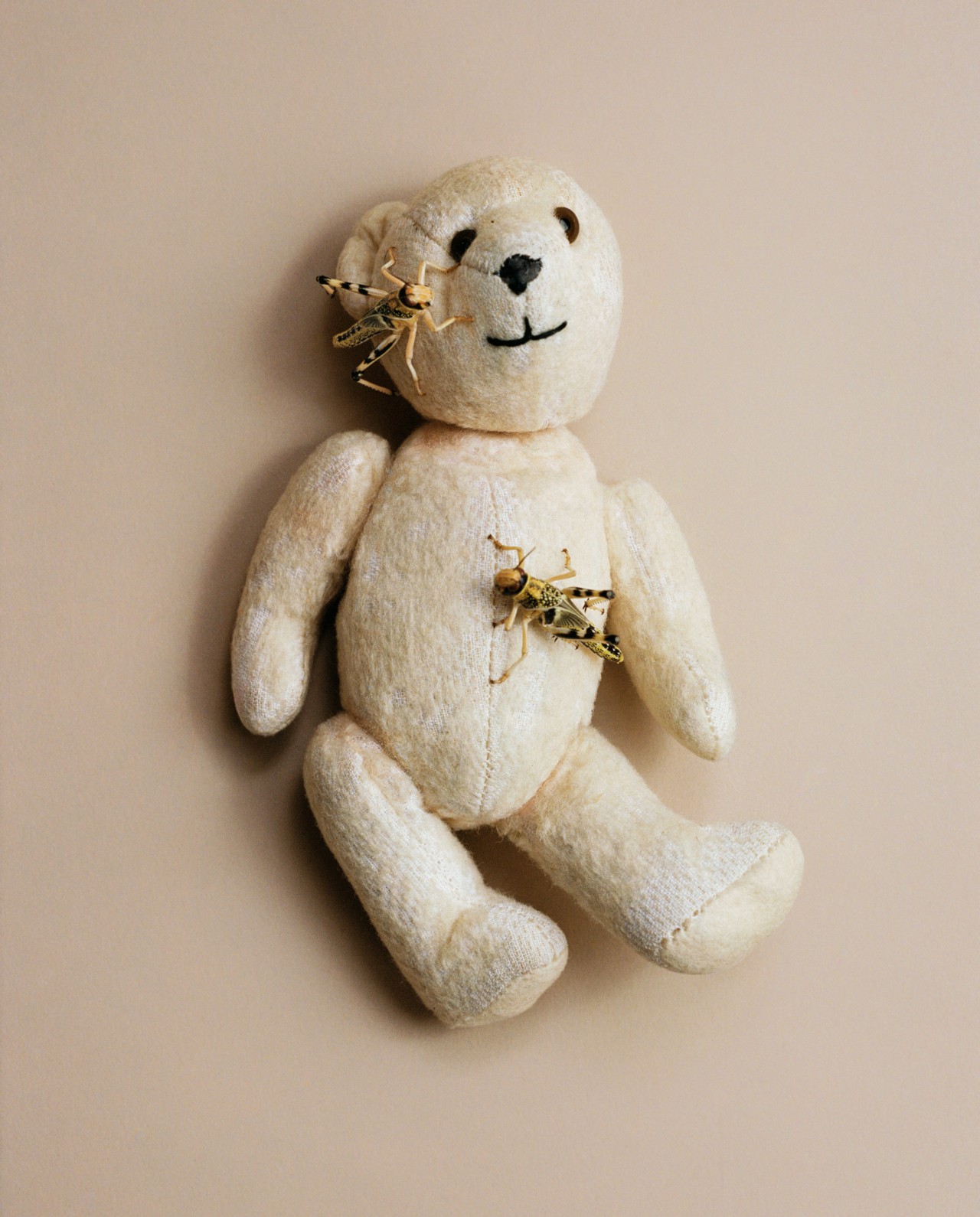 Two large insects crawl along a small white teddy bear.