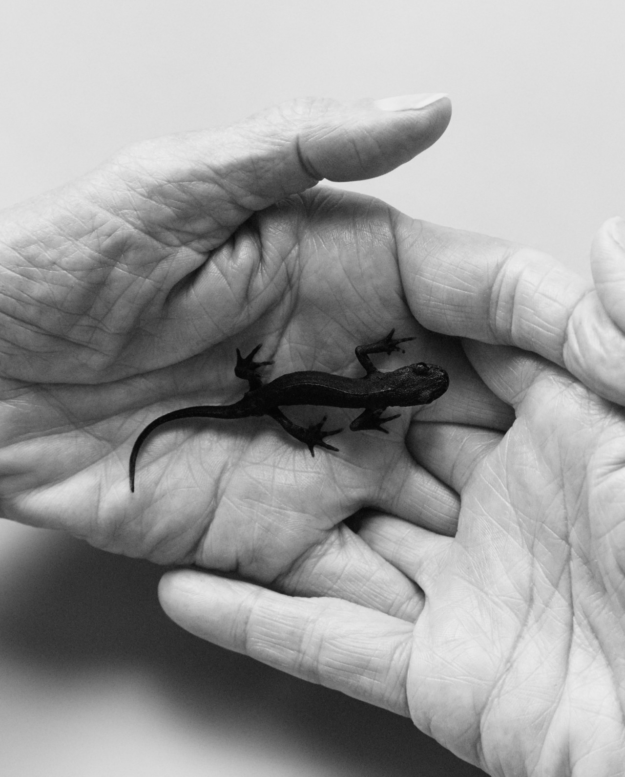 Two clasped hands hold a small lizard.