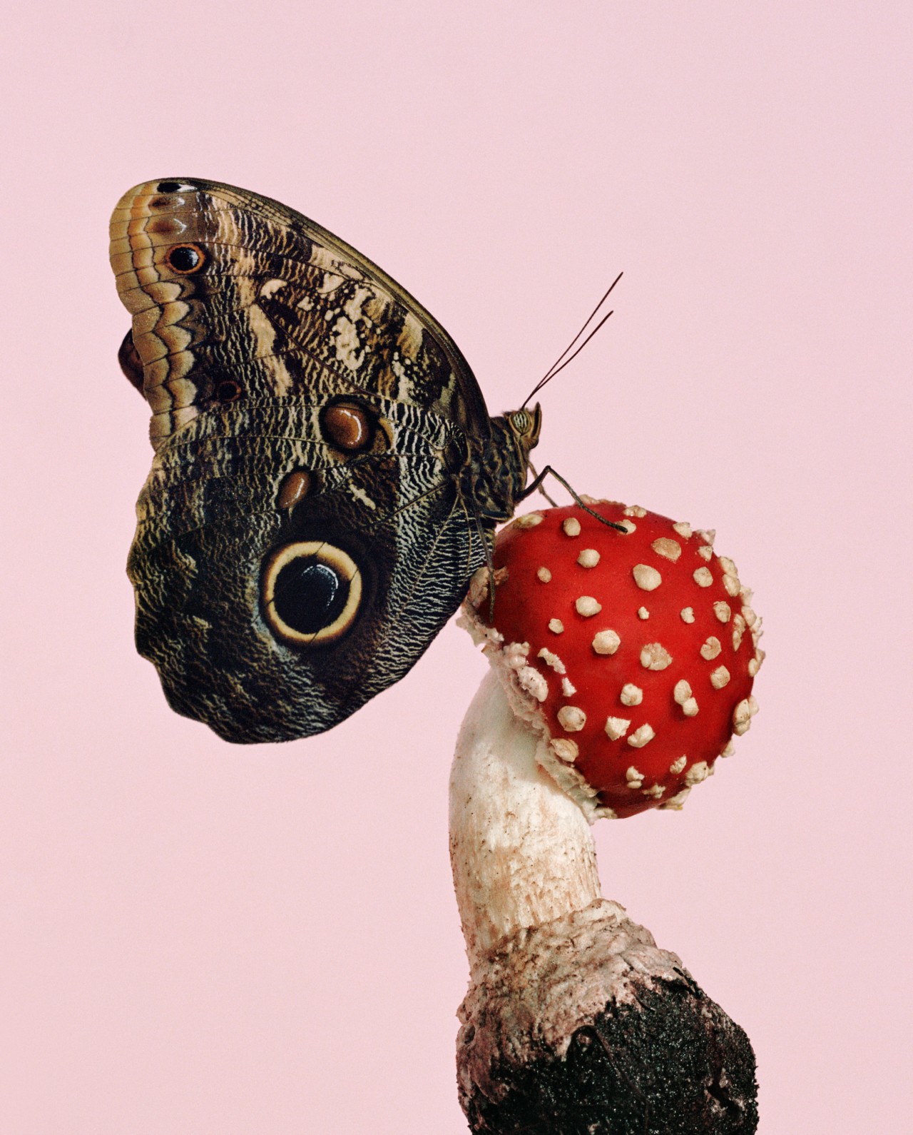 A moth perches on a red and white mushroom.