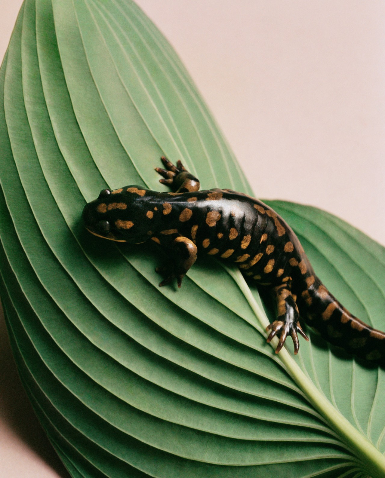 A salamander rests on a large green leaf.