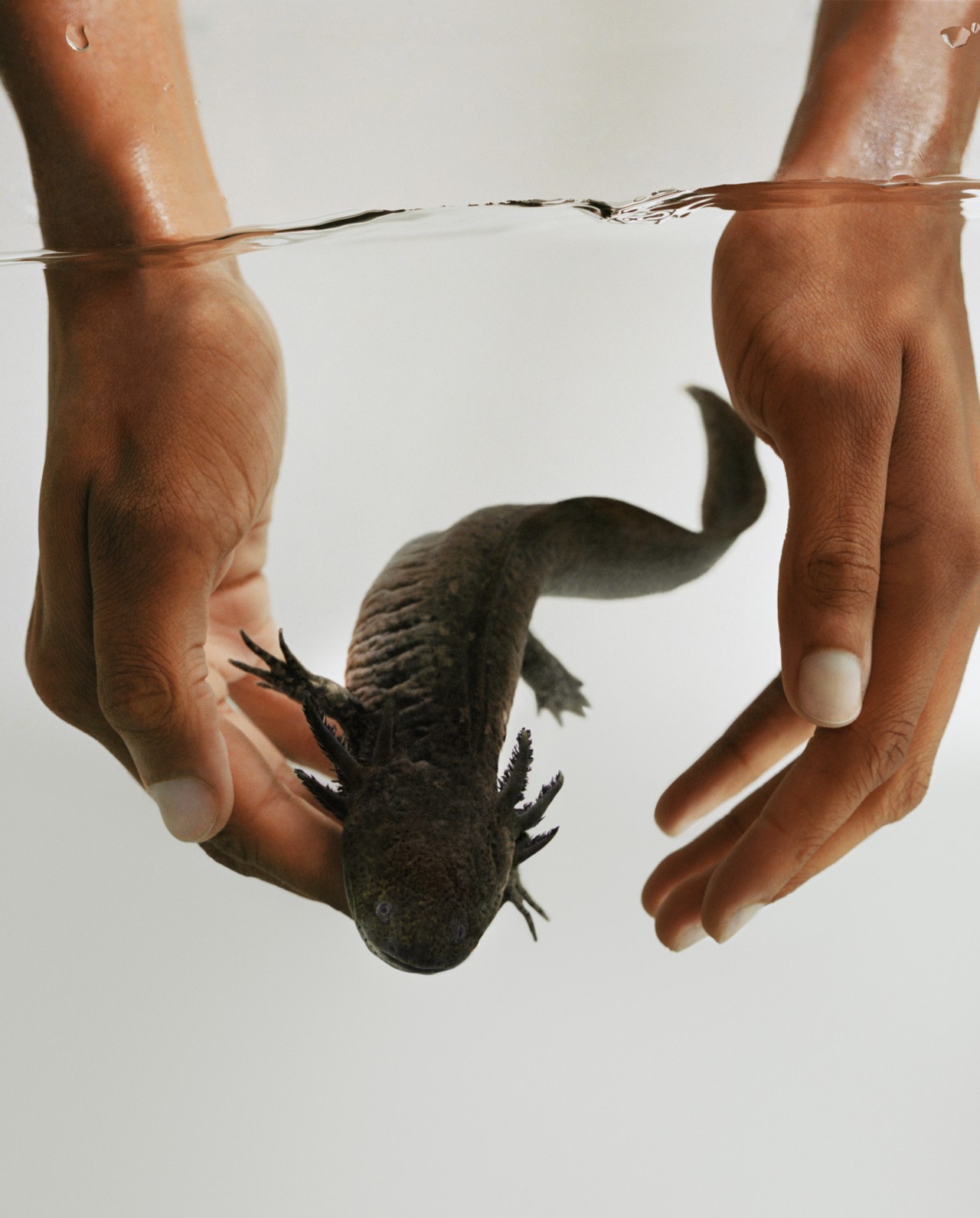 Two hands guide a swimming salamander.