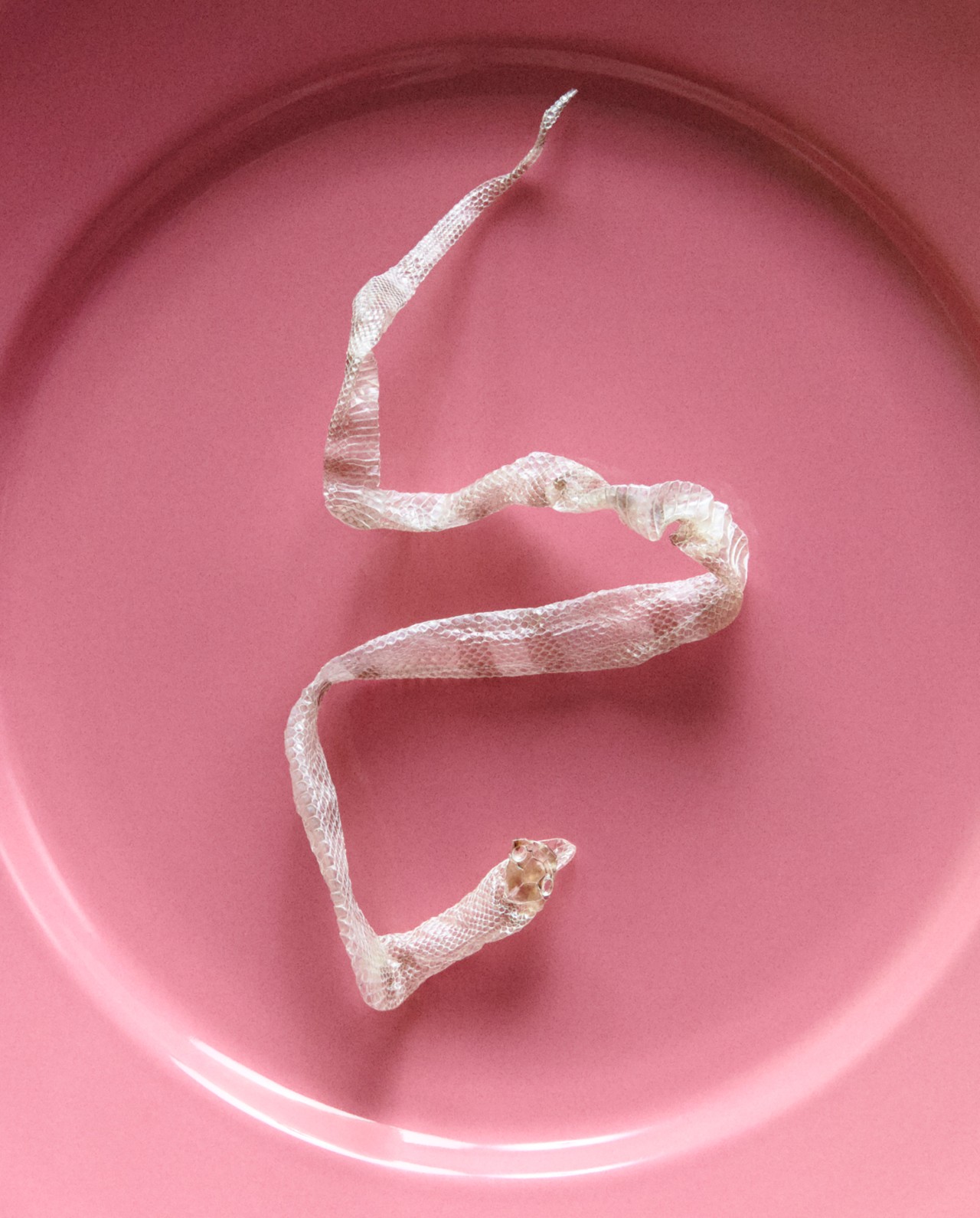 The skin of a snake sits in a clear glass casing with a pink background.