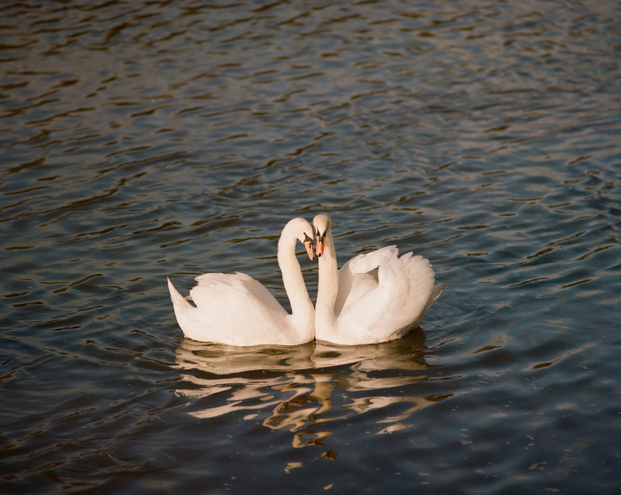 Expressions of Love Atmos