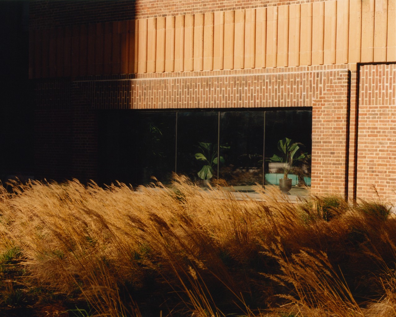 Tall brown grass in front of a brick building.