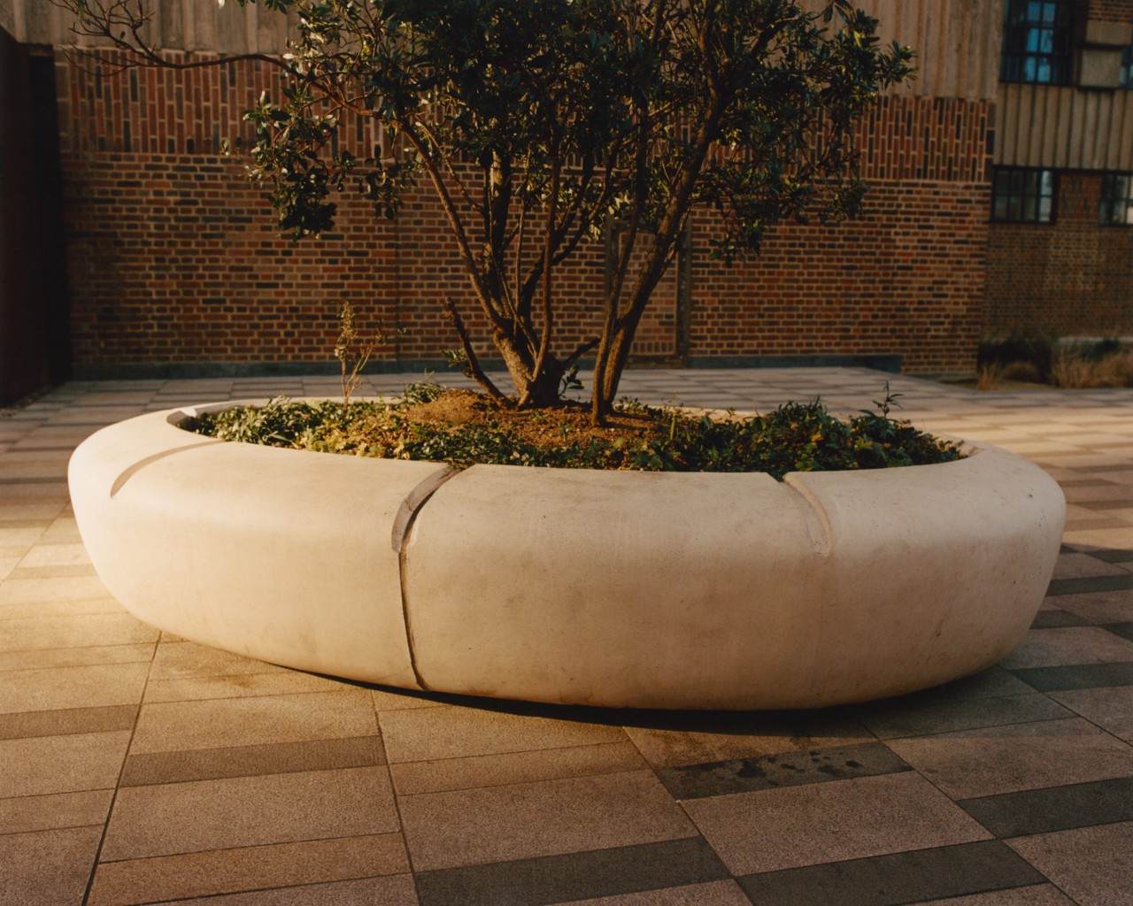 A small cement plot with a tree growing from it sits in the middle of a building courtyard.