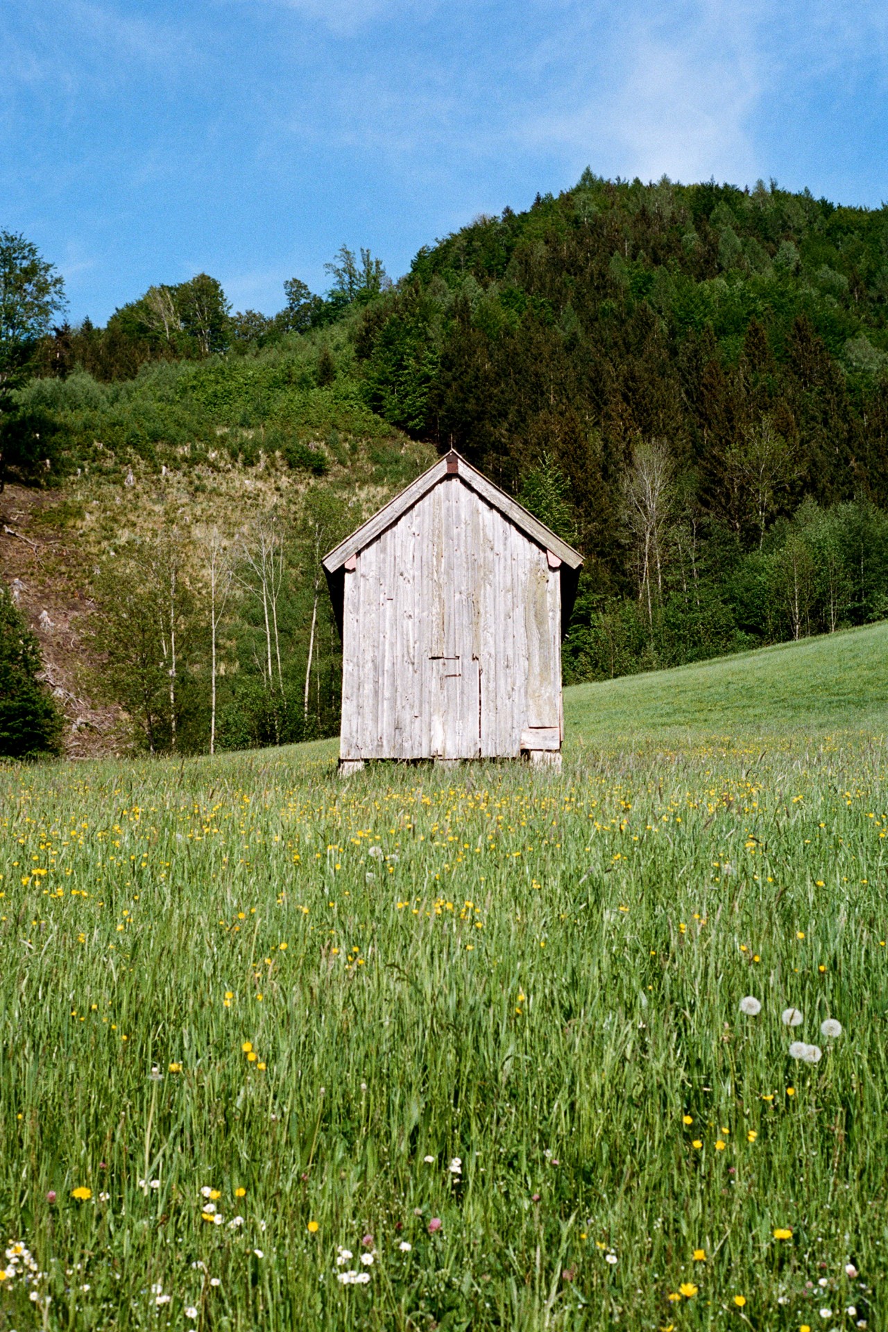 A lone wooden cabin sits in the middle of a meadow.