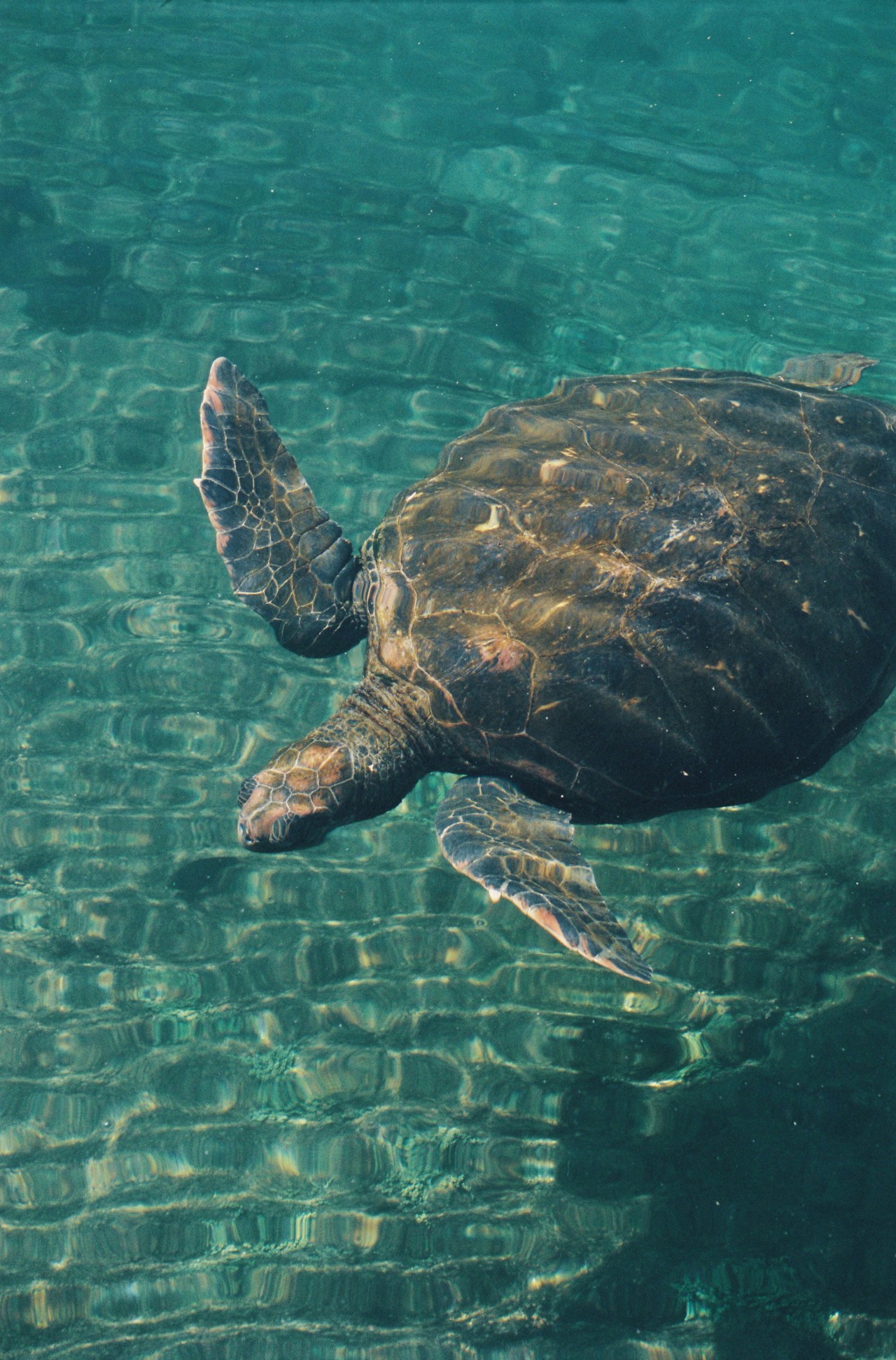 A large sea turtle glides through shallow turquoise waters.