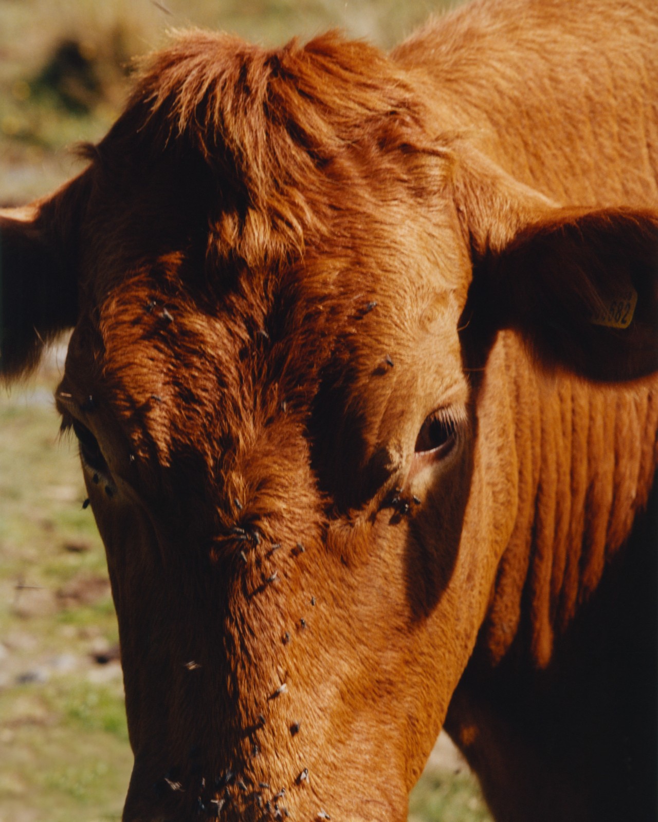A profile of the face of a brown cow.