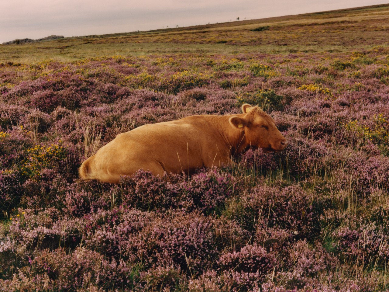 A brown cow lies in a field of purple flowers.